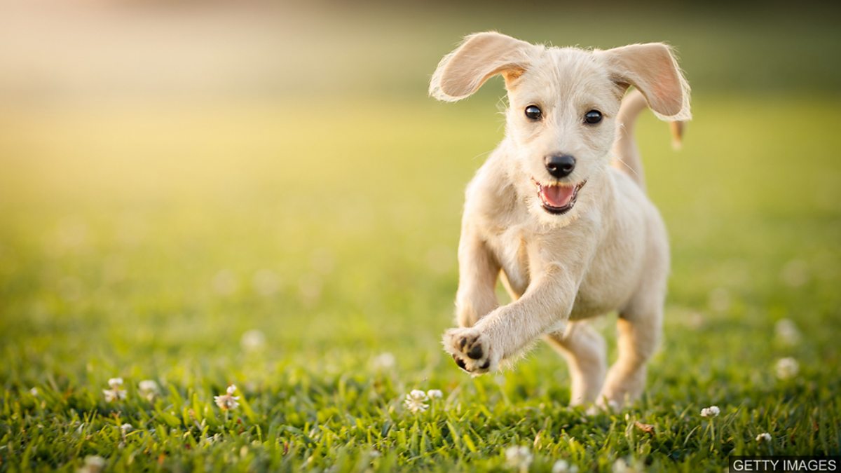 Dog