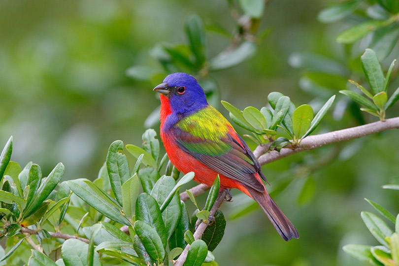 Birds