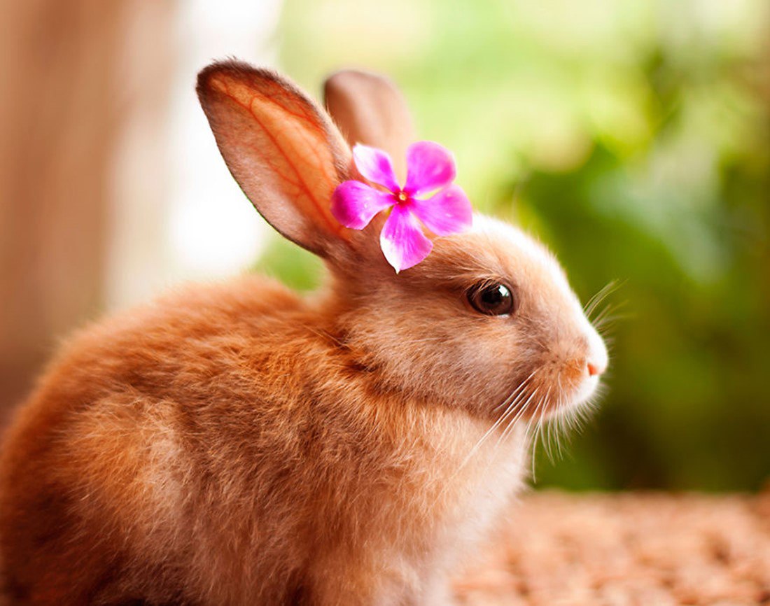 Rabbit