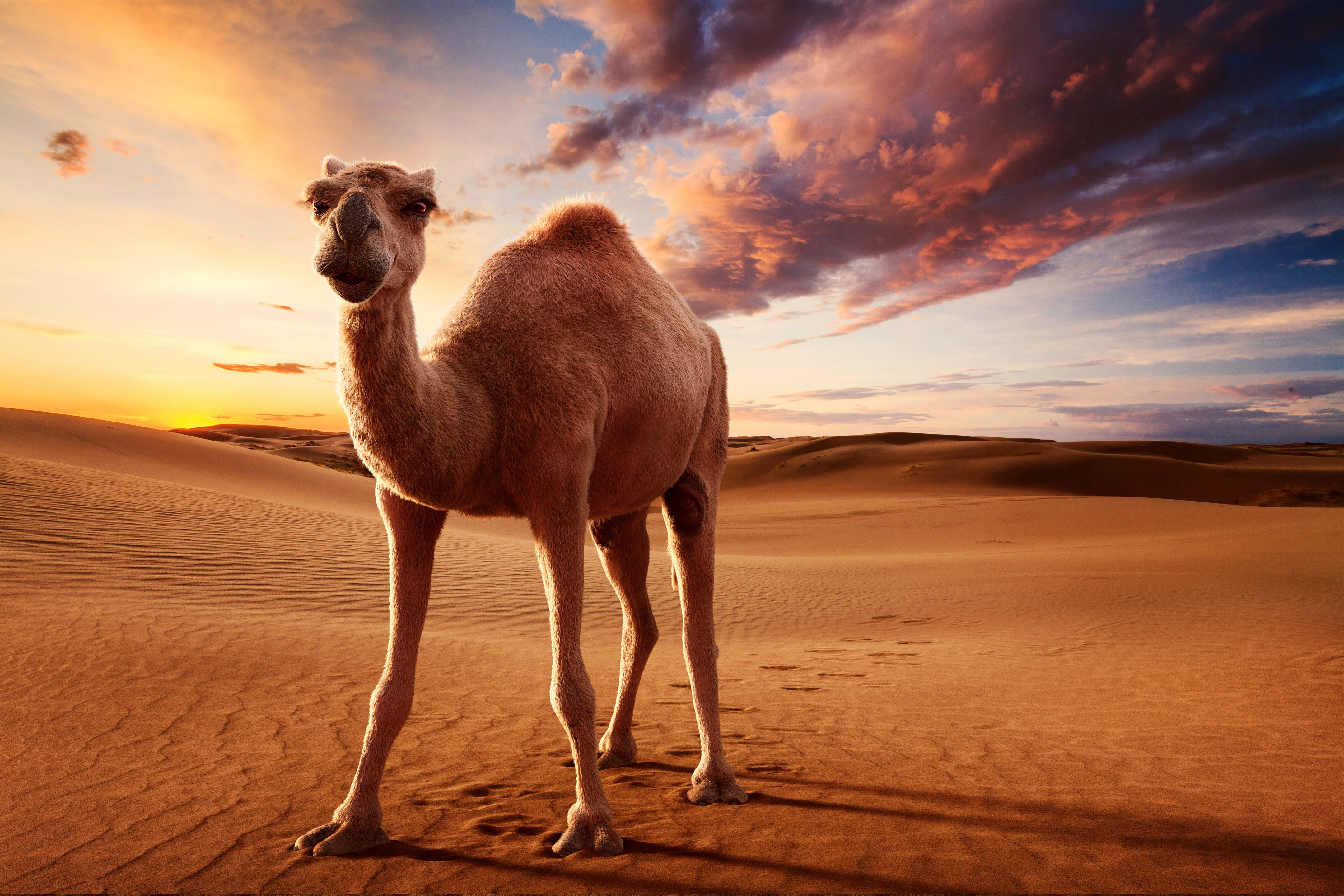 Camel