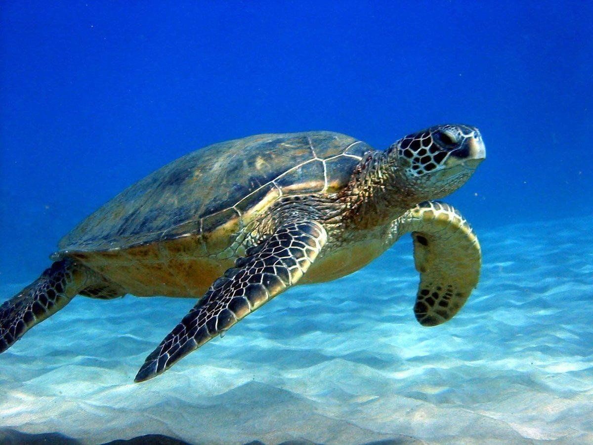 Turtle